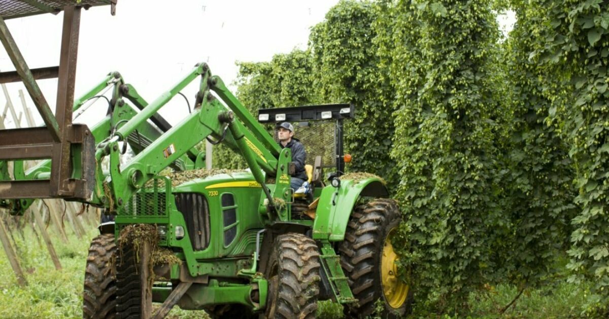 How Hop Growers Decide Which Varieties To Grow