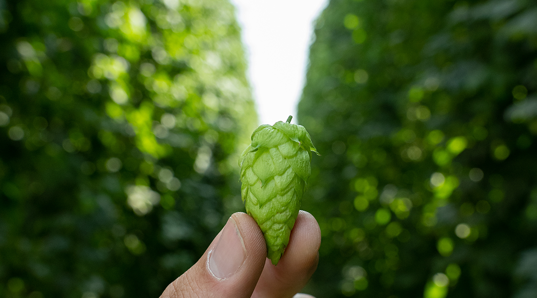 What Brewers Need to Know from the 2024 U.S. Hop Report